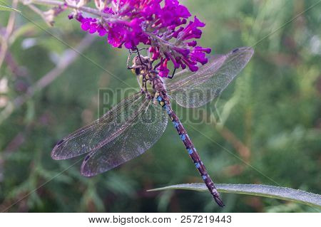 The Hawker Aeshna Cyanea Is Very Colourful Dragonfly