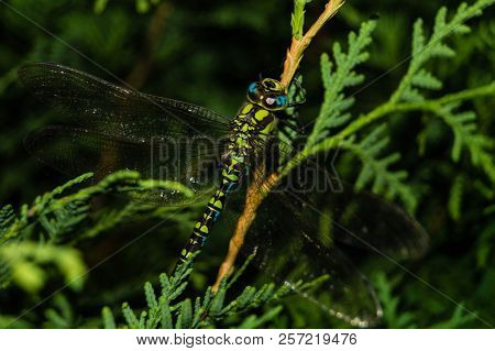 The Hawker Aeshna Cyanea Is Very Colourful Dragonfly