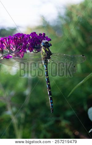 The Hawker Aeshna Cyanea Is Very Colourful Dragonfly