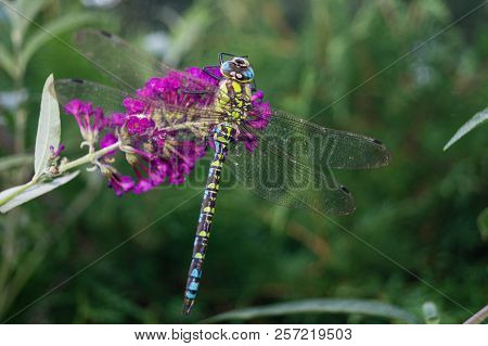 The Hawker Aeshna Cyanea Is Very Colourful Dragonfly