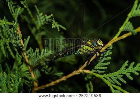 The Hawker Aeshna Cyanea Is Very Colourful Dragonfly