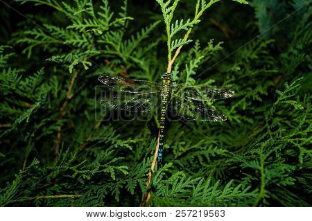 The Hawker Aeshna Cyanea Is Very Colourful Dragonfly