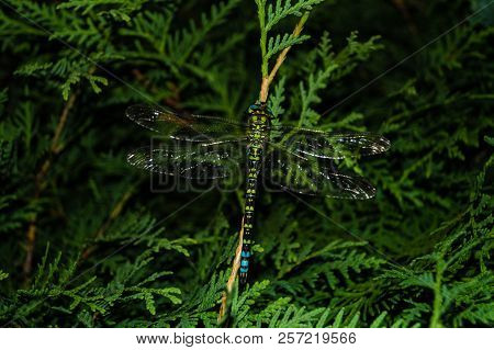 The Hawker Aeshna Cyanea Is Very Colourful Dragonfly
