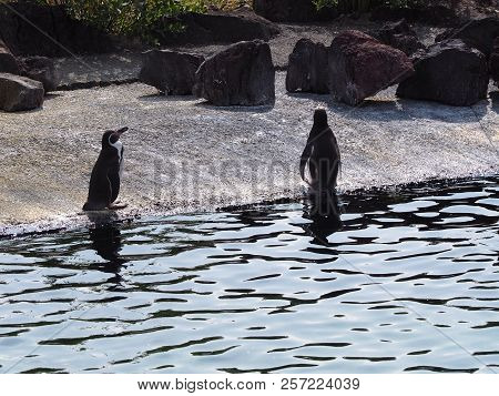 Humboldt Penguin (scientific Name: Spheniscus Humboldti), Also Known As Chilean Penguin, Peruvian Pe