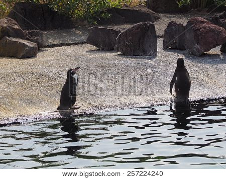 Humboldt Penguin (scientific Name: Spheniscus Humboldti), Also Known As Chilean Penguin, Peruvian Pe