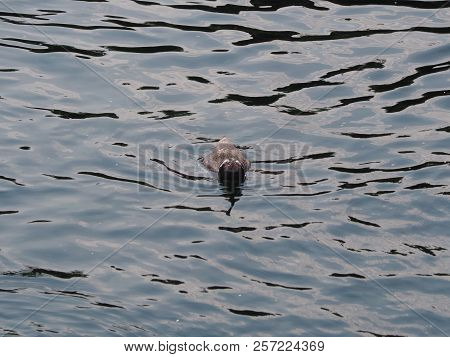 Humboldt Penguin (scientific Name: Spheniscus Humboldti), Also Known As Chilean Penguin, Peruvian Pe
