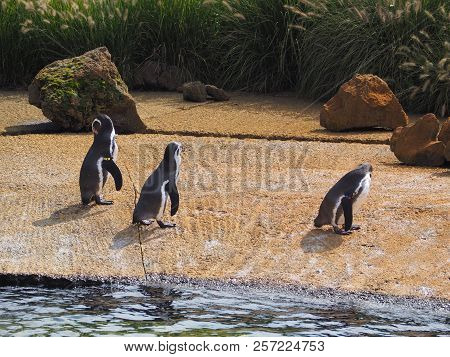 Humboldt Penguin (scientific Name: Spheniscus Humboldti), Also Known As Chilean Penguin, Peruvian Pe