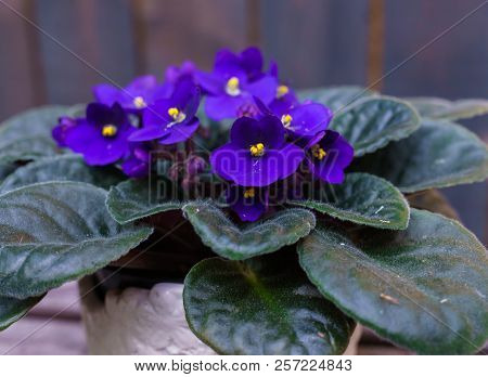 Saintpaulia,purple African Violet In A Flowerpot On The Background Of Wood Planks