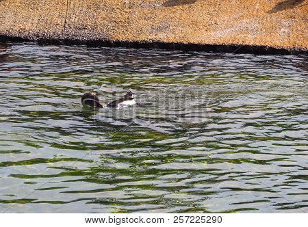 Humboldt Penguin (scientific Name: Spheniscus Humboldti), Also Known As Chilean Penguin, Peruvian Pe
