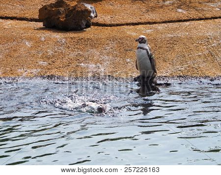 Humboldt Penguin (scientific Name: Spheniscus Humboldti), Also Known As Chilean Penguin, Peruvian Pe