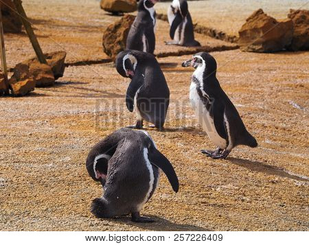 Humboldt Penguin (scientific Name: Spheniscus Humboldti), Also Known As Chilean Penguin, Peruvian Pe