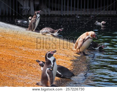 Humboldt Penguin (scientific Name: Spheniscus Humboldti), Also Known As Chilean Penguin, Peruvian Pe
