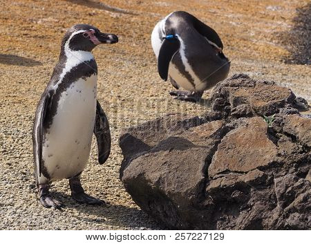 Humboldt Penguin (scientific Name: Spheniscus Humboldti), Also Known As Chilean Penguin, Peruvian Pe