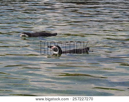 Humboldt Penguin (scientific Name: Spheniscus Humboldti), Also Known As Chilean Penguin, Peruvian Pe