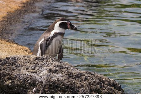 Humboldt Penguin (scientific Name: Spheniscus Humboldti), Also Known As Chilean Penguin, Peruvian Pe
