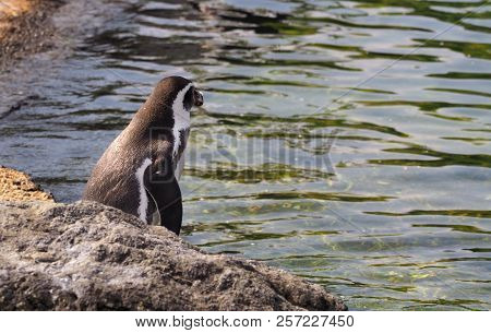 Humboldt Penguin (scientific Name: Spheniscus Humboldti), Also Known As Chilean Penguin, Peruvian Pe