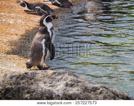 Humboldt Penguin (scientific Name: Spheniscus Humboldti), Also Known As Chilean Penguin, Peruvian Pe