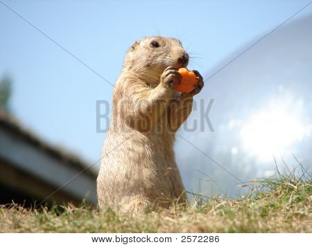 Svišť