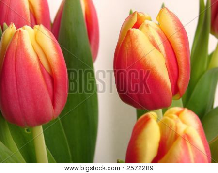 Tulipán