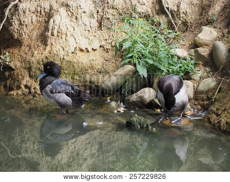 Photography Of A Greater Scaup (scientific Name: Aythya Marila)