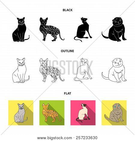 Siamese And Other Species. Cat Breeds Set Collection Icons In Cartoon Style Vector Symbol Stock Illu