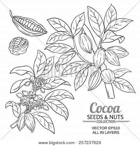 Cocoa Plant Vector Vector &amp; Photo (Free Trial) | Bigstock