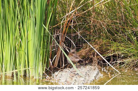 Photography Of A Duck On A Crocodile