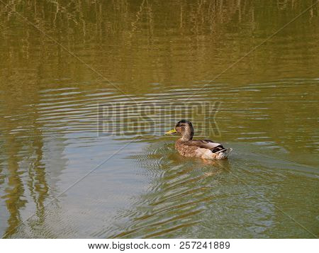 Photography Of A Yellow-billed Duck (scientific Name: Anas Undulata)