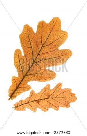 Due foglie di quercia secche