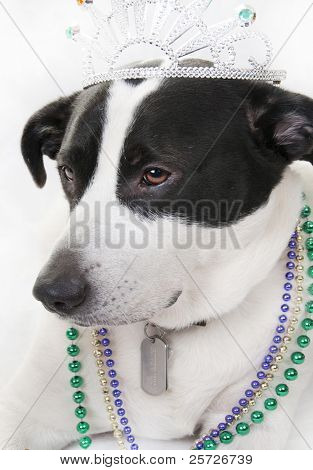 mücevher muhteşem görünümlü köpek