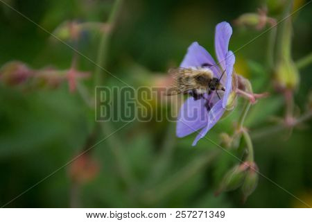 Bumblebee On Geranium Himalayense 