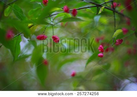 Glorious Antigonon Leptopus, Mexican Creeper, Coral Vine, Bee Bush Or San Miguelito Vine, Is A Speci