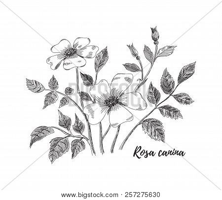 Rosa Canina Flower Drawing Line Art Vector