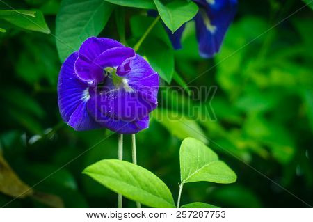 Butterfly Pea On The Tree With Purple Flowers Cut With Green Leaves.