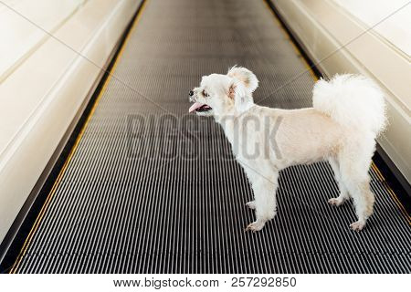 Dog Travel On Travolator For Journey At Station