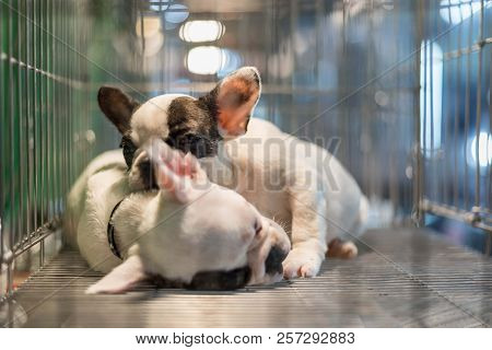 Puppy Wait In Dog Cage In Pet Shop Hope To Freedom