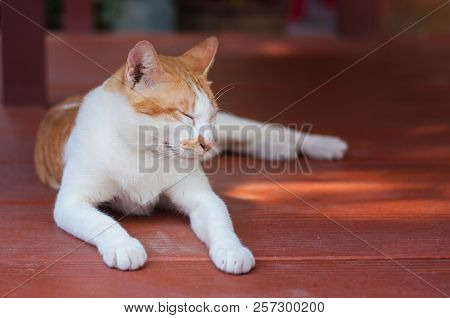 Sleeping Kitten Feeling Relax On The Wood Plate