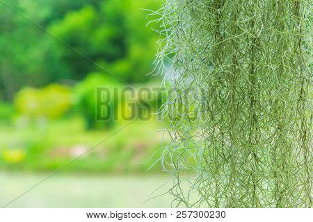 The Spanish Moss Curtains Green Blurry Background