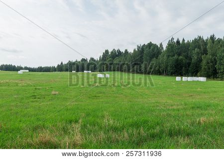 Sunny Meadow And Hay Making. Season Of Harvest In Agriculture.