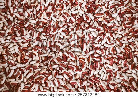 Dry Phaseolus Kidney Bean Texture, Close View