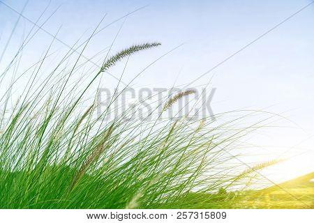 Grass Flower In The Golden Light In Sunrise, Beautiful Grass Flower With Sunlight, Naturally Beautif