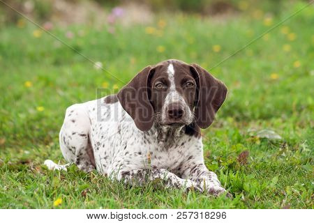 German Shorthaired Pointer, German Kurtshaar One Spotted Puppy  Lying On Green Grass, Looking Straig