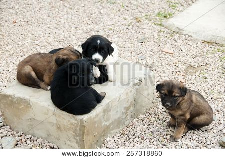 Cute Litter Of Aidi Breed Puppies - Morocco