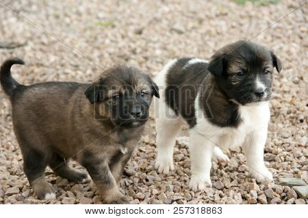 Cute Couple Of Aidi Breed Puppies - Morocco