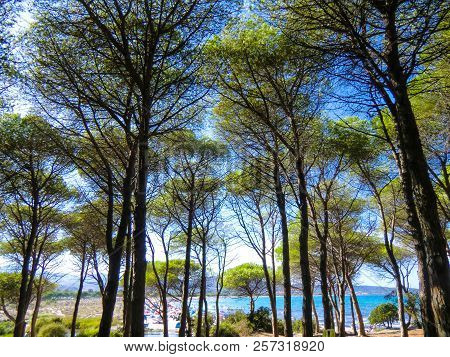 Pines At The Beach Of Porto Ainu, Near Budoni, Gallura, East Sardinia, Sardinia, Italy, Europe