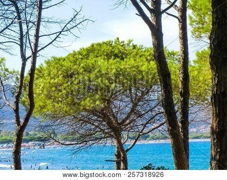 Pines At The Beach Of Porto Ainu, Near Budoni, Gallura, East Sardinia, Sardinia, Italy, Europe