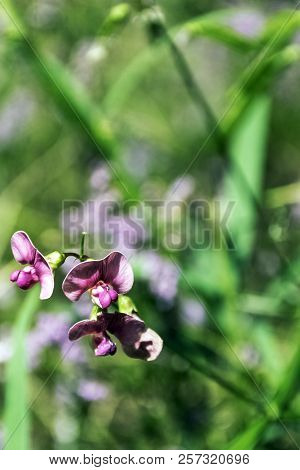 Lathyrus Palustris Is A Species Of Wild Pea Known As Marsh Pea, Native To Europe, Asia, And North Am