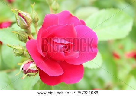 Flower Of Wflower Of Red Tea Rose On Green Bushhite Rose