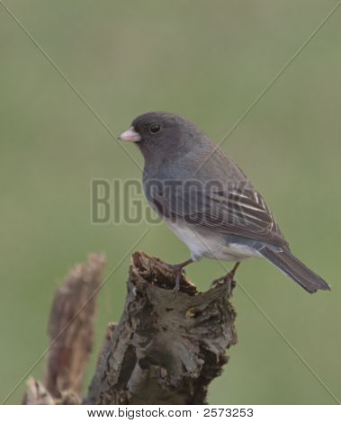 Tummasilmäiset Junco (Junco Hyemalis)