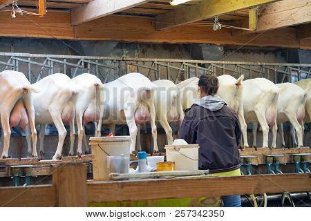Rear View Of White Goats, In A Mechanized Milking Parlor. A Woman Farmer Prepares Electric Milk Equi